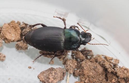 Réf. 343 807 : Harpalus dimidiatus